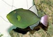 Pinktail Trigger Fish